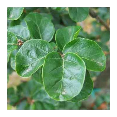 Fagus sylvatica 'Rotundifolia' – Kereklevelű bükk