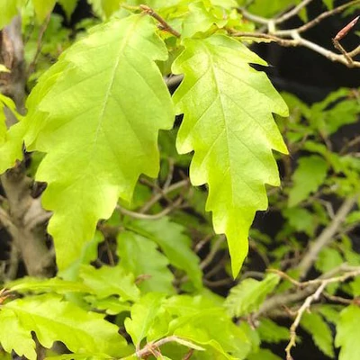 Fagus sylvatica 'Sandrode' – Bükk