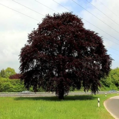 Fagus sylvatica 'Swat Magret' – Bükk