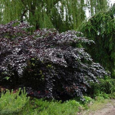 Fagus sylvatica 'Tortuosa Purpurea' – Csavartágú, bordó bükk