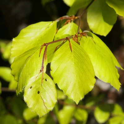 Fagus sylvatica 'Zlatia' – Sárga levelű bükk