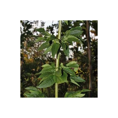 Fraxinus excelsior 'Coarctata' – Magas kőris