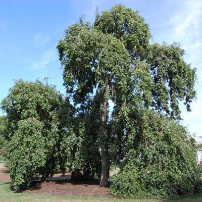 Fraxinus excelsior 'Pendula' – Magas kőris