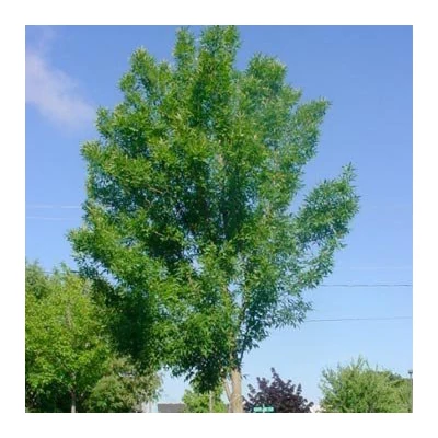 Fraxinus pennsylvanica 'Dr Józef Rokosza' – Amerikai kőris