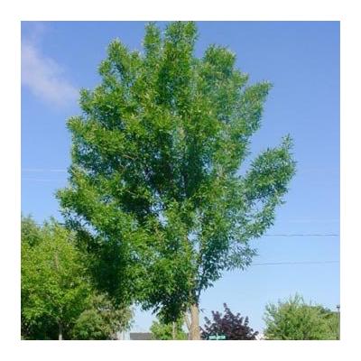 Fraxinus pennsylvanica 'Dr Józef Rokosza' – Amerikai kőris