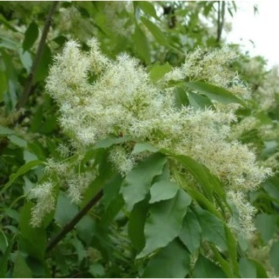Fraxinus spaethiana – Kőrisfa