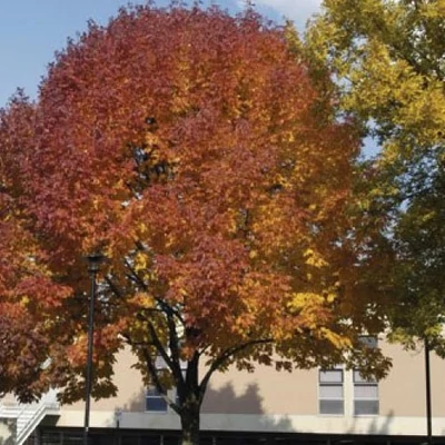 Fraxinus pennsylvanica 'Urbanite' - 'Urbanite' vörös kőris