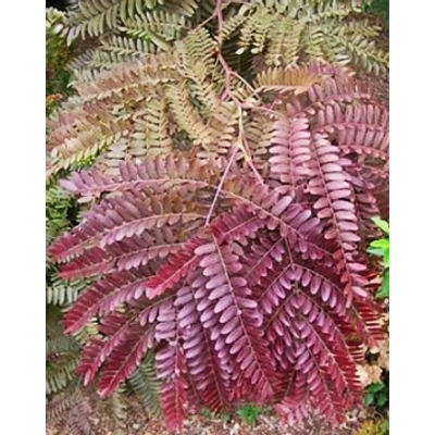 Gleditsia triacathos 'Rubylace' – Vörös levelű lepényfa