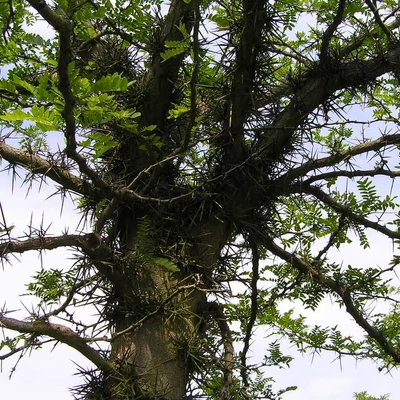 Gleditsia x texana 