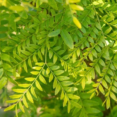 Gleditsia triacanthos 'Elegantissima' - 'Elegantissima' lepényfa
