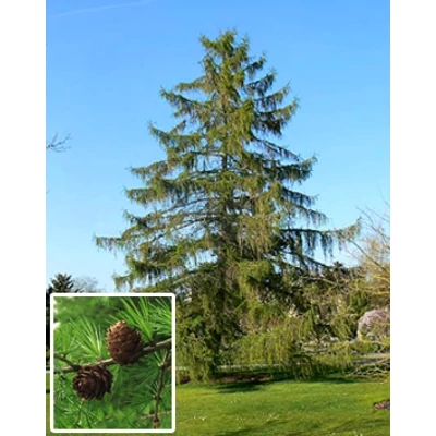 Larix decidua - Vörösfenyő (lombullató)