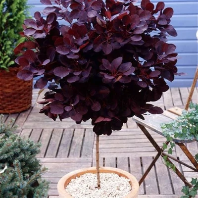 Cotinus coggygria 'Royal Purple' – Vörös, magas törzsű cserszömörce