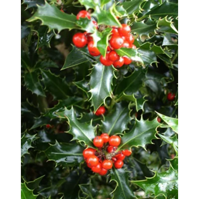 Ilex aquifolium 'Alaska' – Magas törzsű magyal (termős)