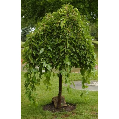 Morus alba 'Pendula' - Csüngő eperfa