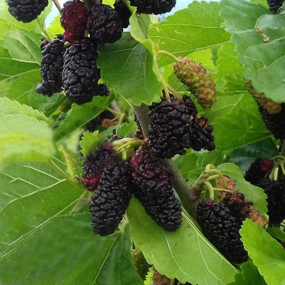 Morus alba 'Galicja' – Fehér eperfa