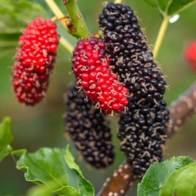 Morus alba 'Giant Fruit' – Fehér eperfa
