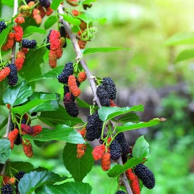 Morus alba 'Hunzas Black' – Eperfa