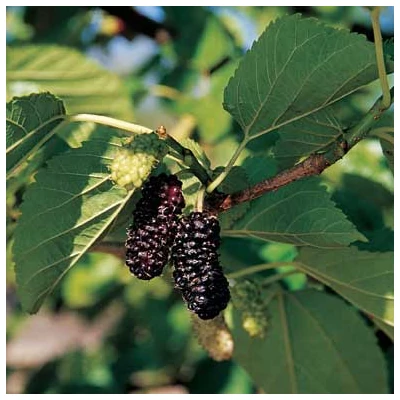 Morus alba x rubra 'Illinois Everbearing' – Eperfa