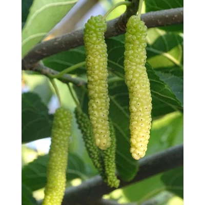 Morus alba 'King's White' – Fehér eperfa