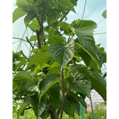 Morus alba 'Macrophylla' - Nagylevelű eperfa
