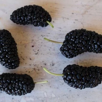 Morus alba 'Taylor' – Eperfa