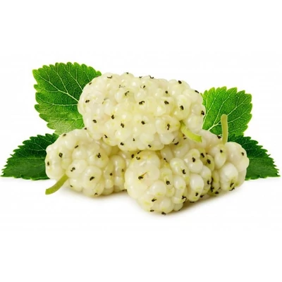 Morus alba 'White Berry' – Fehér eperfa