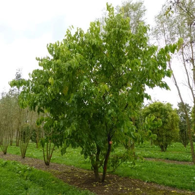 Morus latifolia 'Spirata' – Eperfa