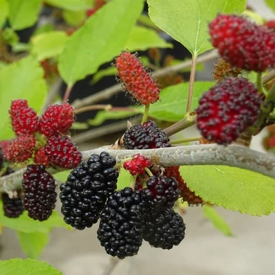 Morus rotundifolia 'Mojo Berry' – Kereklevelű eperfa