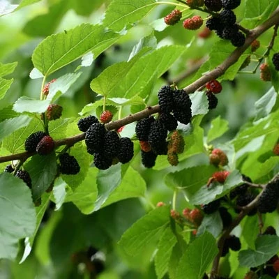 Morus nigra 'Wellington' – Fekete eperfa