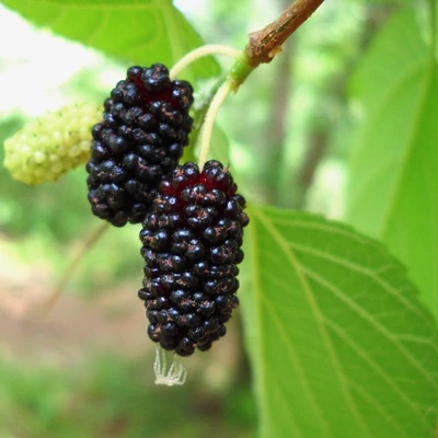Morus rubra – Eperfa
