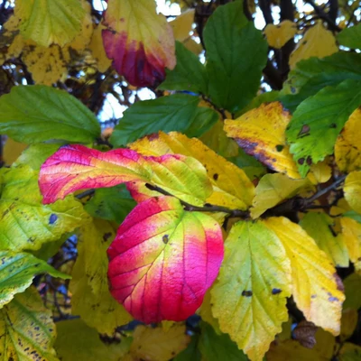 Parrotia persica 'Bella' – Perzsa varázsfa