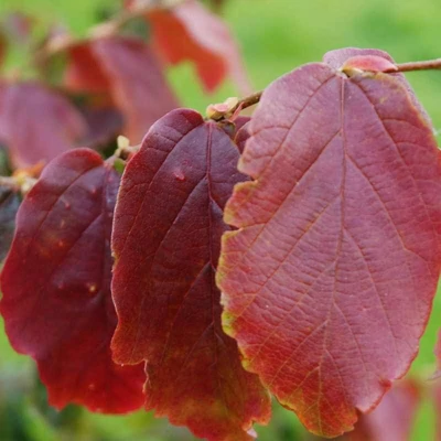 Parrotia persica 'Burgundy' – Perzsa varázsfa