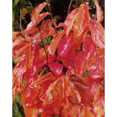 Parrotia persica 'Október' - 'Október' perzsafa