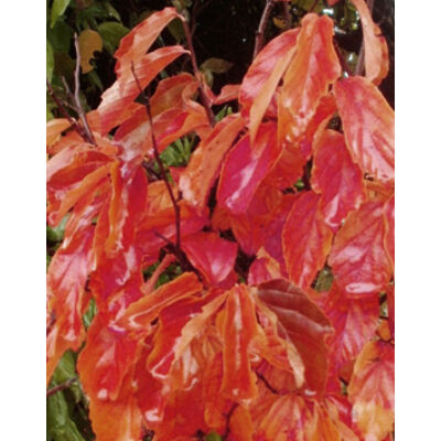Parrotia persica 'Október' - 'Október' perzsafa (extra méretű koros)