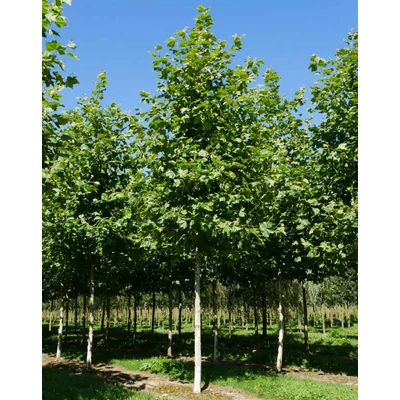 Platanus acerifolia (syn.: hispanica) 'Malburg' – Platánfa