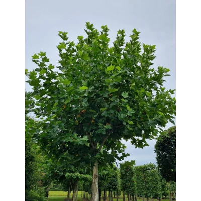 Platanus x hispanica 'Pyramidalis' – Platánfa