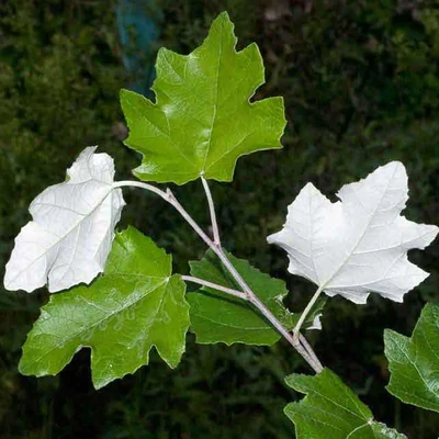 Populus alba - Fehér nyár