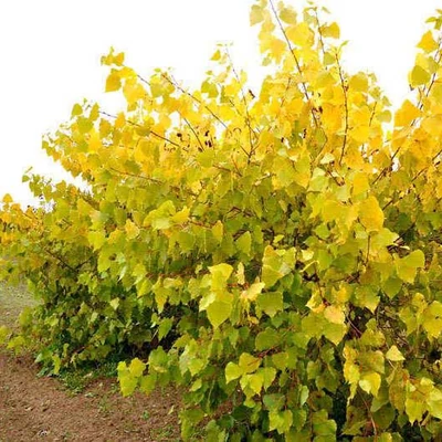 Populus x canadensis 'Serotina Aurea' – Kanadai nyár