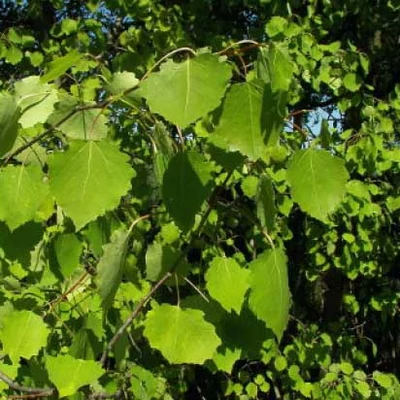 Populus tremula - Rezgő nyár