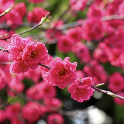 Prunus persica 'Taoflora® Red' (syn.: 'Mintao 13') – Díszőszibarack
