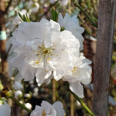 Prunus persica 'Taoflora® White' (syn.: 'Mintao 2') – Díszőszibarack