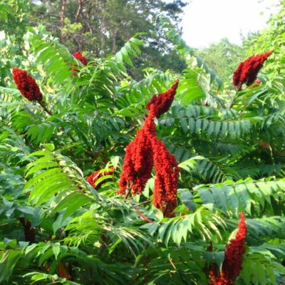 Rhus glabra – Ecetfa, kopasz szömörce