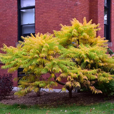 Rhus 'Tiger Eyes'® – Ecetfa