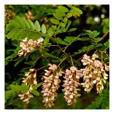 Robinia hartwigii – Akác