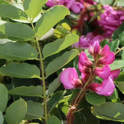 Robinia hispida 'Macrophylla' - Rózsás akác