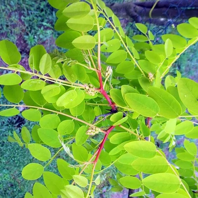 Robinia pseudoacacia 'Altdorf' – Fehér akác
