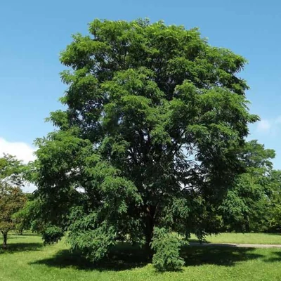 Robinia pseudoacacia 'Burgundy' – Fehér akác