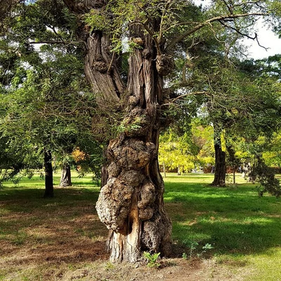 Robinia pseudoacacia 'Coluteoides' – Fehér akác