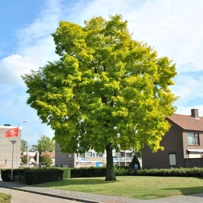 Robinia pseudoacacia 'Friesia' - Sárga lombú akác