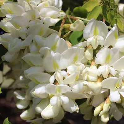 Robinia pseudoacacia 'Rectissima' – Fehér akác